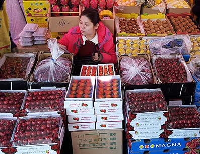 112 million boxes: Chilean cherry aims at a new record