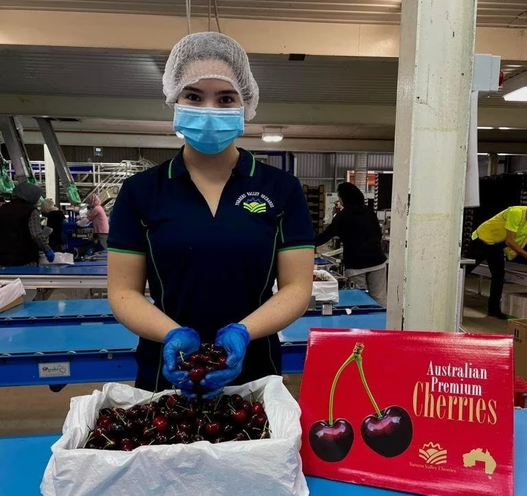 Australia, cherry market expands: domestic consumption up 10%