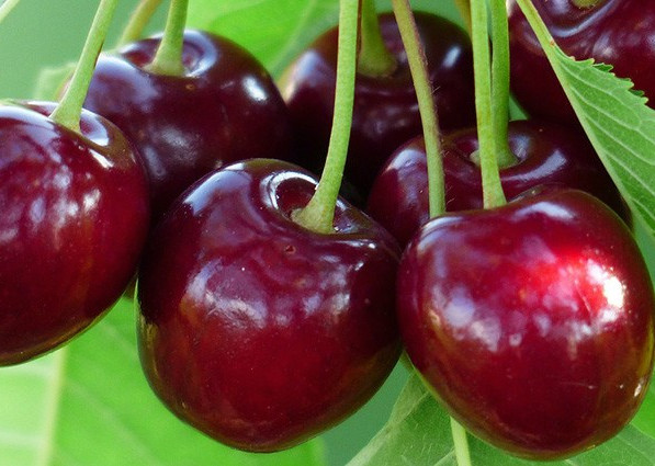 Jerte cherries: Spanish research indicates preference for PGI and PDO products