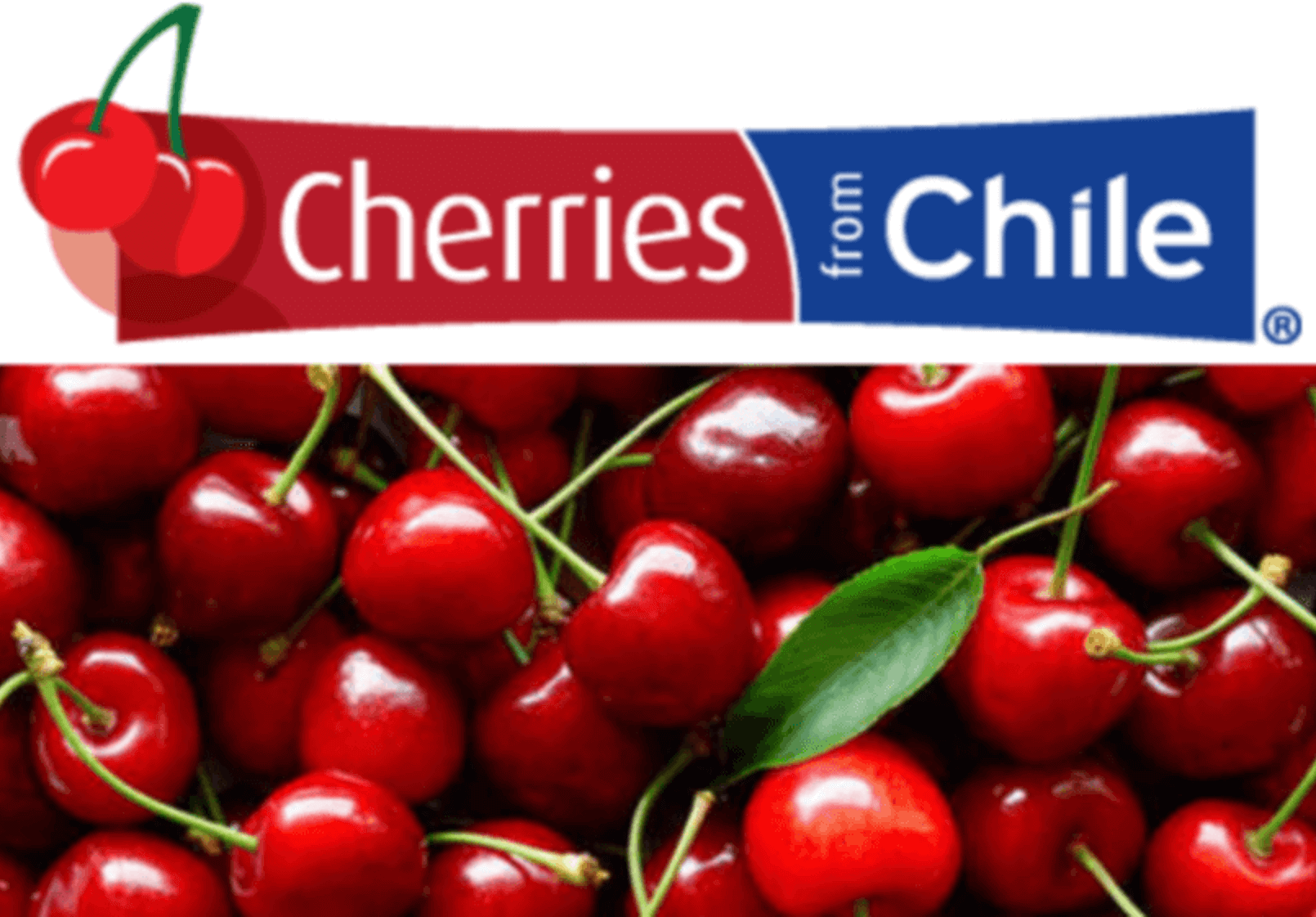 Chilean leadership in the export market: from 2022 cherries are the main produce of the Chilean offer
