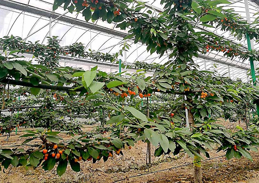 Smart greenhouses and sustainability: the future of cultivation in Xin'an (China)