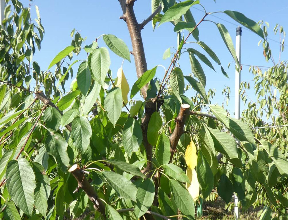 Differenze nella potatura del ciliegio dolce in base alle cultivar