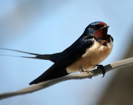 Birds: what if they were also allies in integrated pest management strategies?