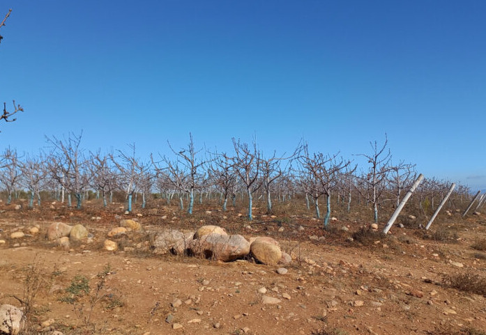 How cold influences bacterial canker in stone fruits