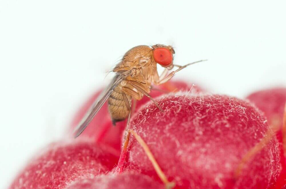 Drosophila suzukii, speranze dalla tecnica dell’insetto sterile