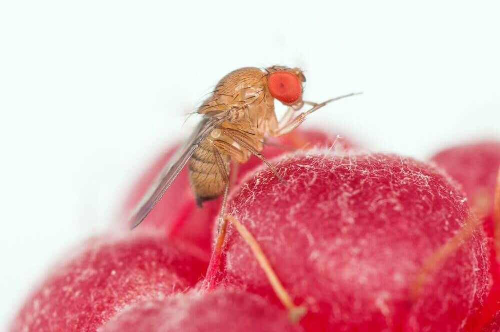 Drosophila suzukii, hope from the sterile insect technique (SIT)