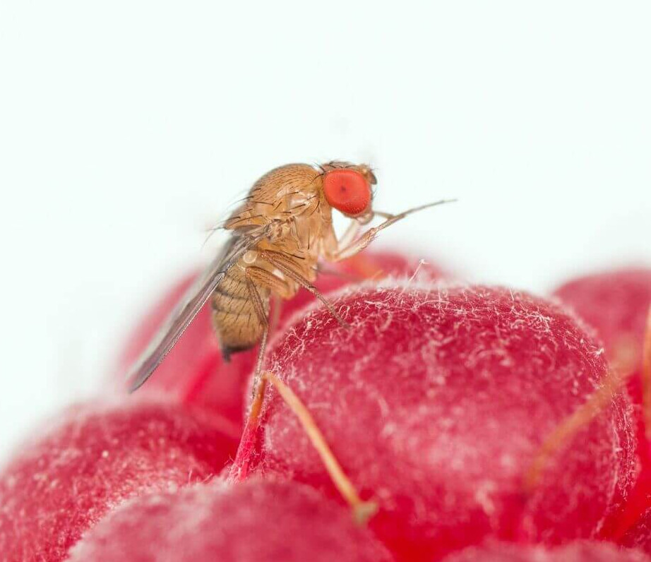 Michigan State University against Drosophila suzukii: research continues into control factors