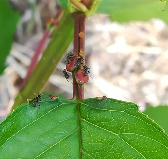 The nectar glands in the leaves of cherry trees