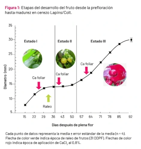 Importanza delle applicazioni fogliari di sali di calcio nella gestione pre-raccolta del ciliegio dolce