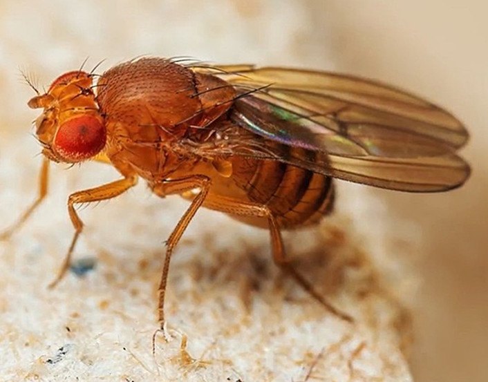 USDA: odour research could solve the fight against Drosophila suzukii