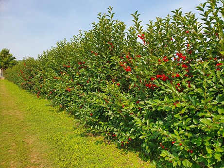 Predictions on sour cherry quality via an analysis of cultivars and climatic factors