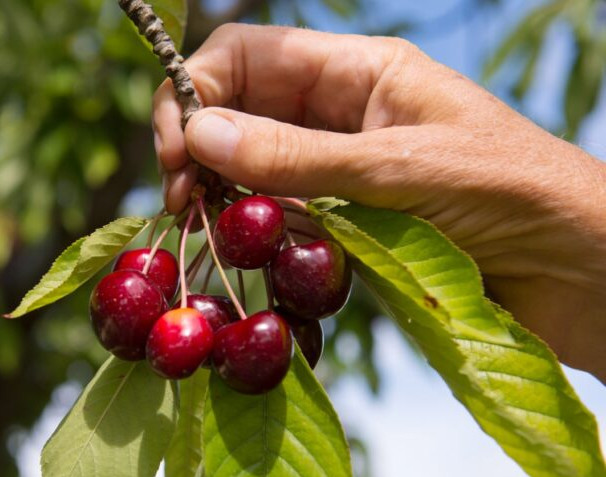 Mundoagro's course on cherry tree management and physiology concluded with an analysis of variety and fertilisation