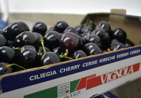Full start for Vignola and Emilia-Romagna region (IT): 3,000 tonnes of high quality expected