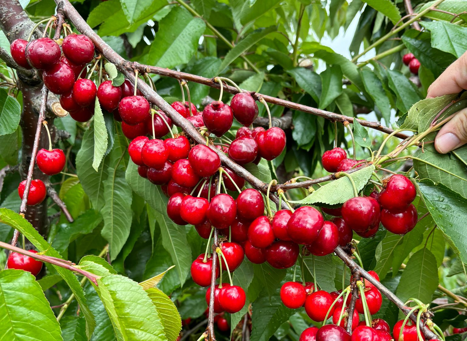 Royal Apache, a new early cherry variety