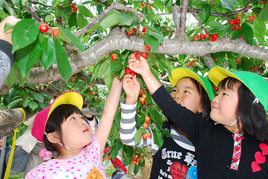 In Giappone il 50% delle ciliegie è venduto per fare regali