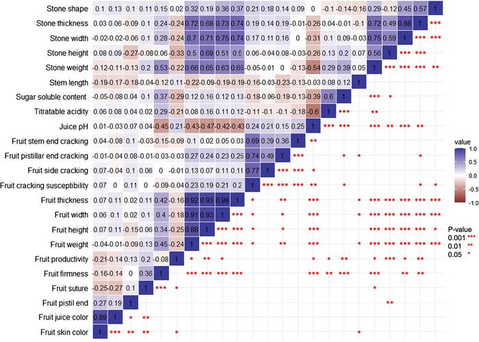 Studi di associazione del genoma (GWAS) identificano geni correlati alle dimensioni della ciliegia