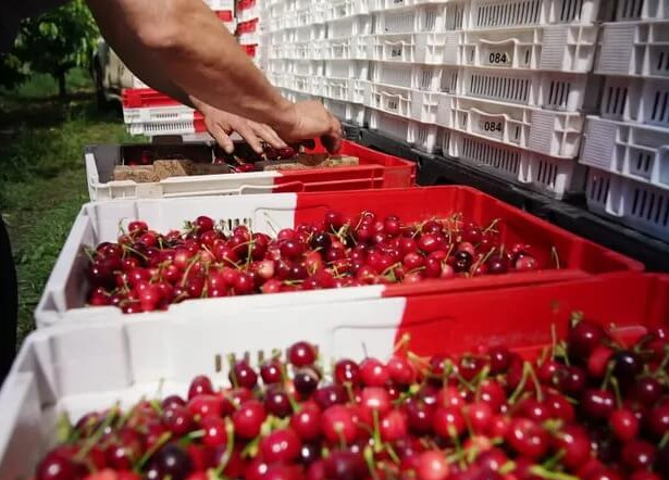 Monts du Lyonnais: the sweet history of Burlat cherries