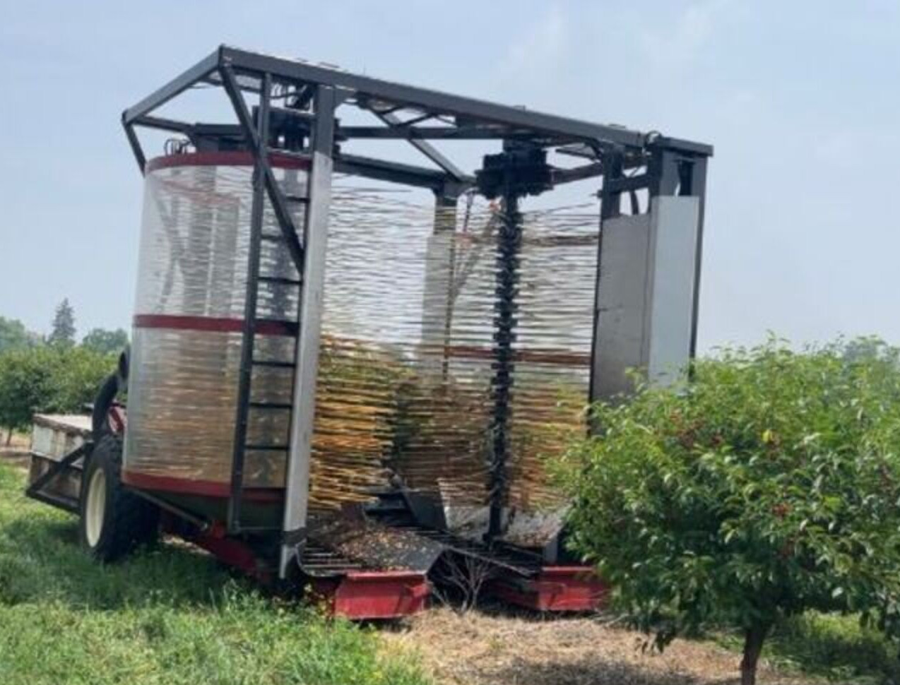 Michigan growers used for the first time a customized blueberry harvester for tart cherry harvest season