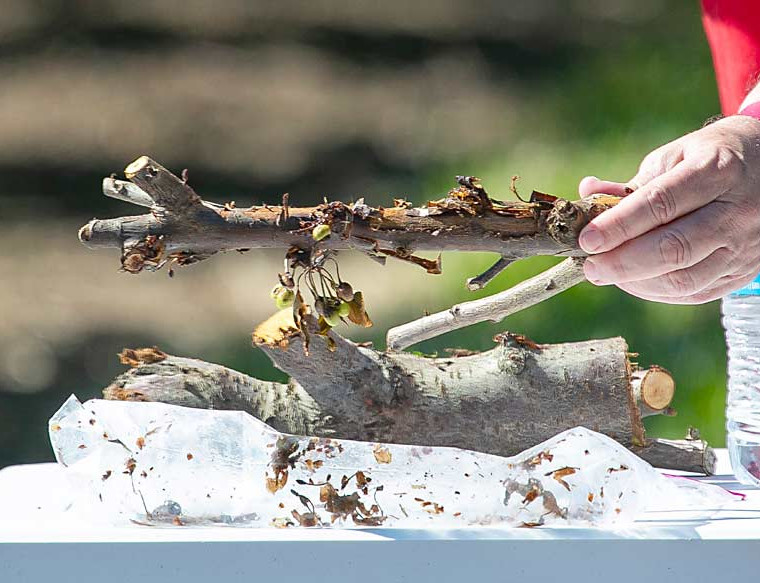 The pruning period can affect the spread of bacterial cancer