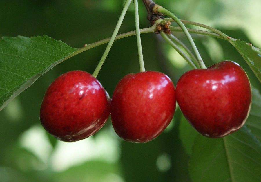 Slow start, but Turkish cherry comes into its own: estimated over 120,000 tonnes of exports