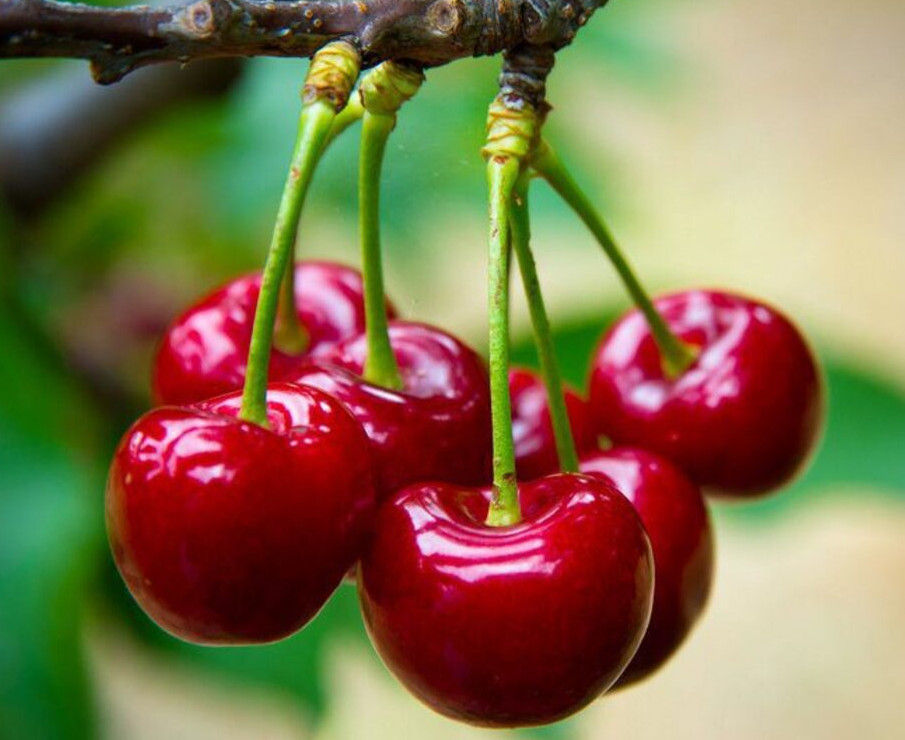 The search for suitable organic cherry varieties becomes easy at bioactualites.ch