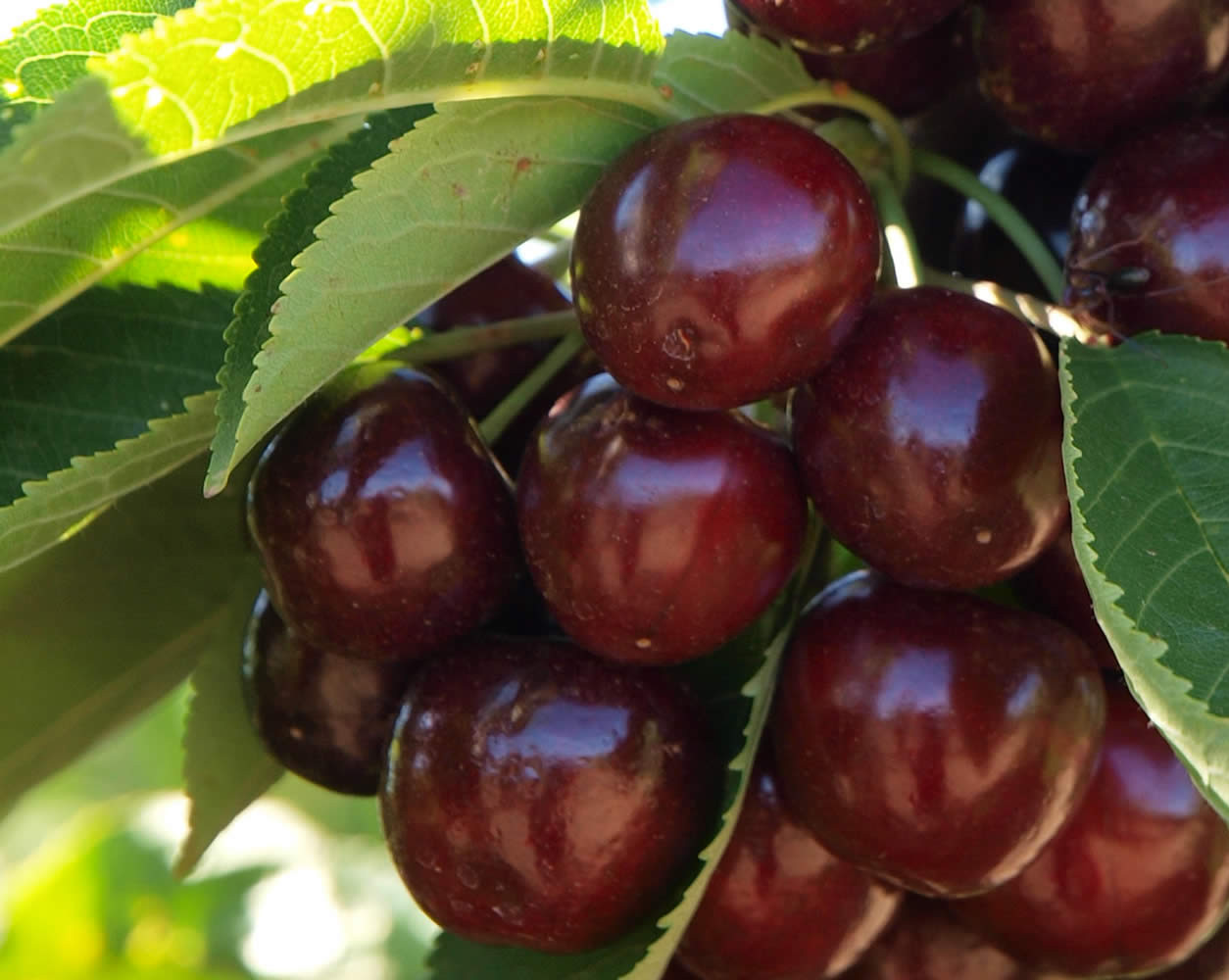 Cherry Growers Australia reports exports up 43% at end of season, thanks in part to India partnership