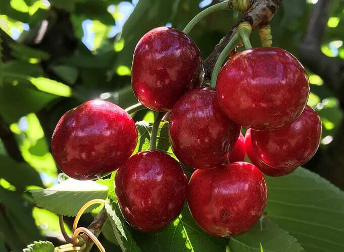 Collaboration between Cherry Growers Australia and Agriculture Victoria to implement traceability technology during cherry exports advances