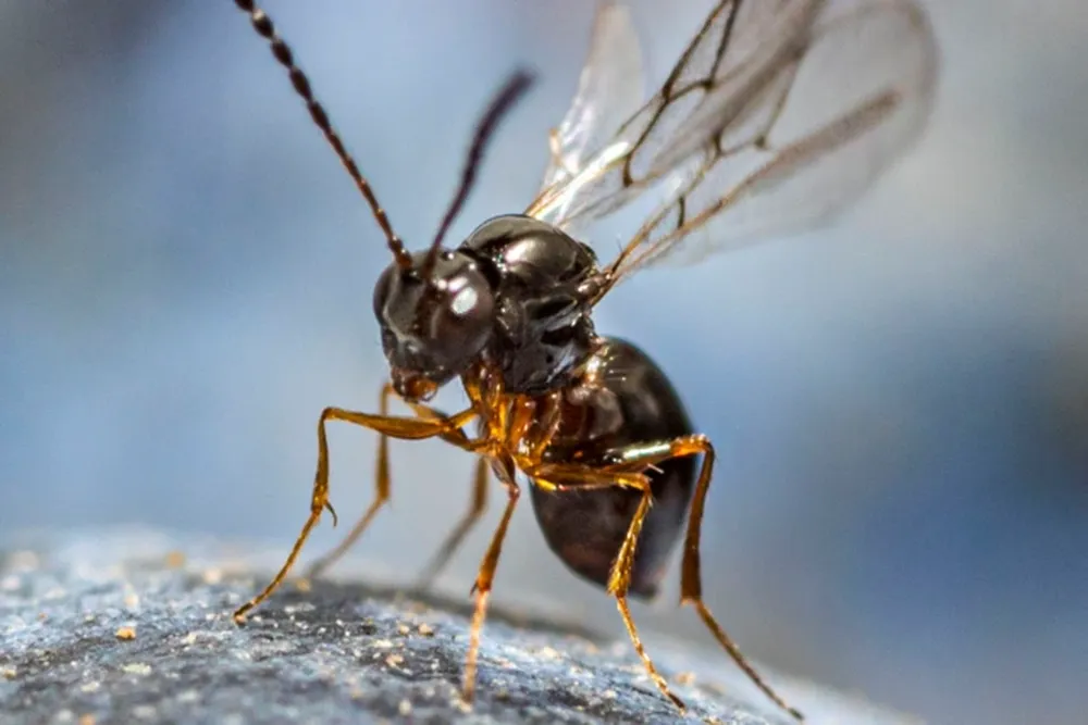 Drosophila suzukii on the slopes of Mount Etna: seasonal dynamics, genetics, and prospects for biological control