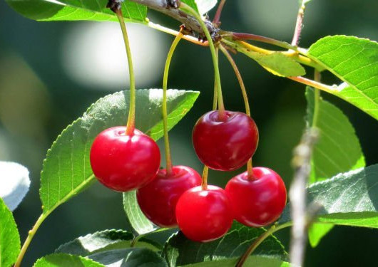 Sour cherry in Moldova: between risks and opportunities 