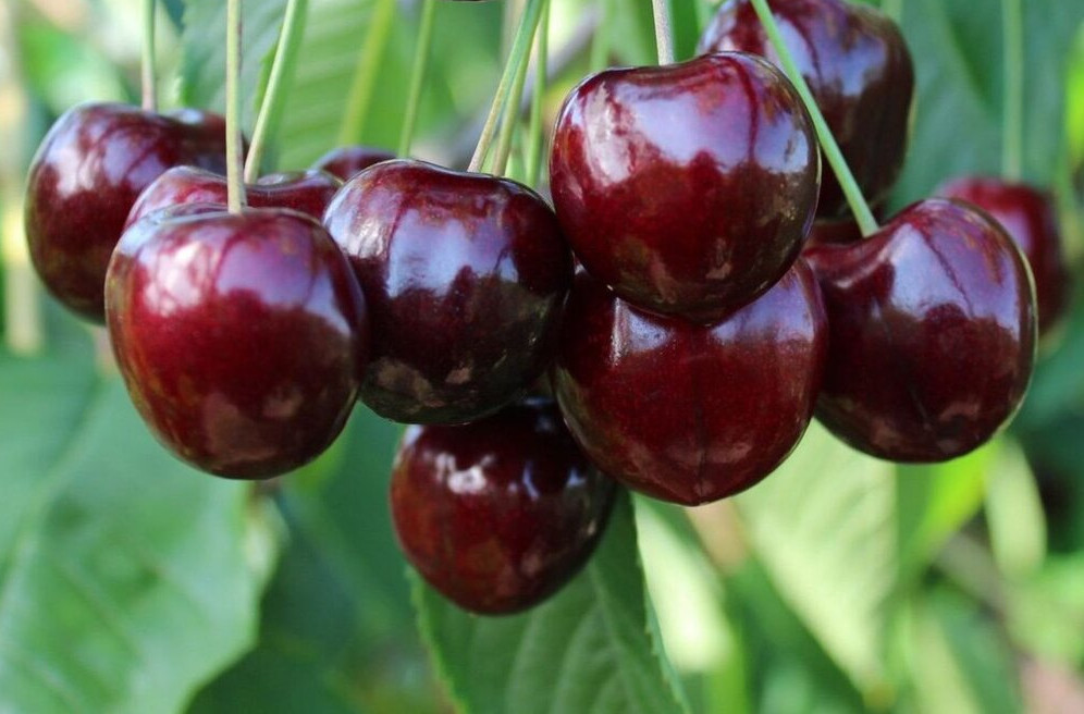 Decade-long study identifies more than one million polymorphisms on cherry genome