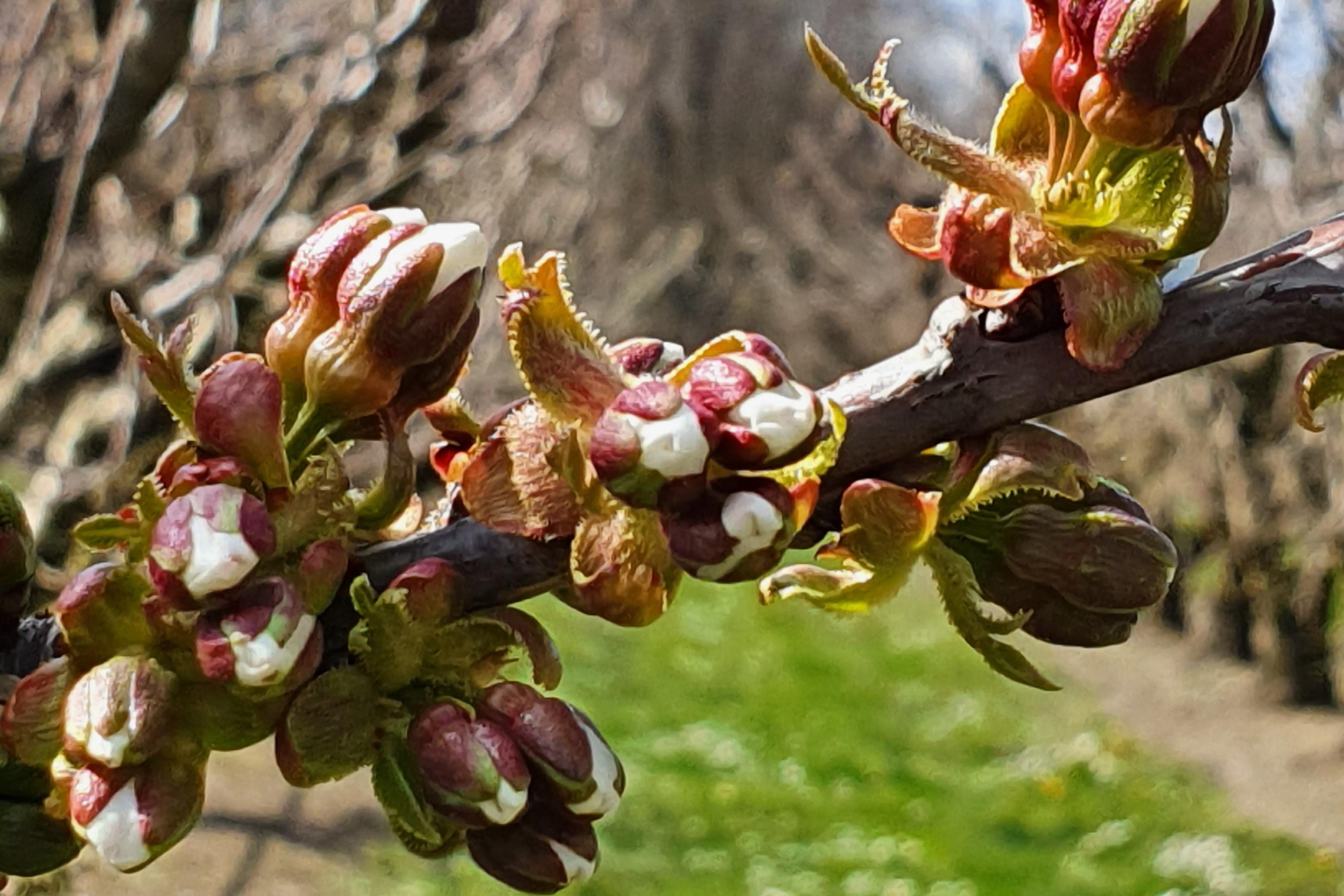 When the cold isn’t enough: how to encourage cherry trees to sprout