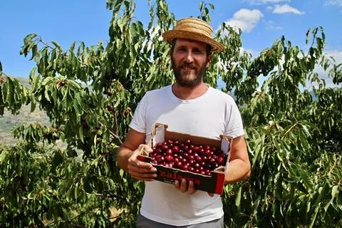 Spanish cherries: late start to the season but positive outlook