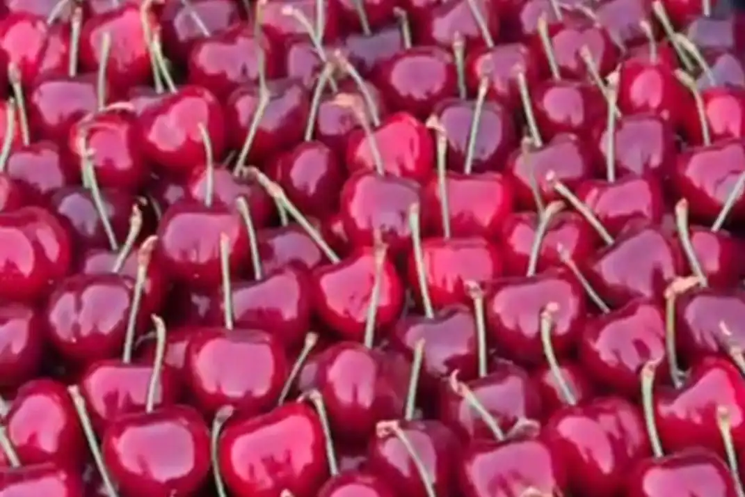 Uzbekistan opens cherry season with strong global demand