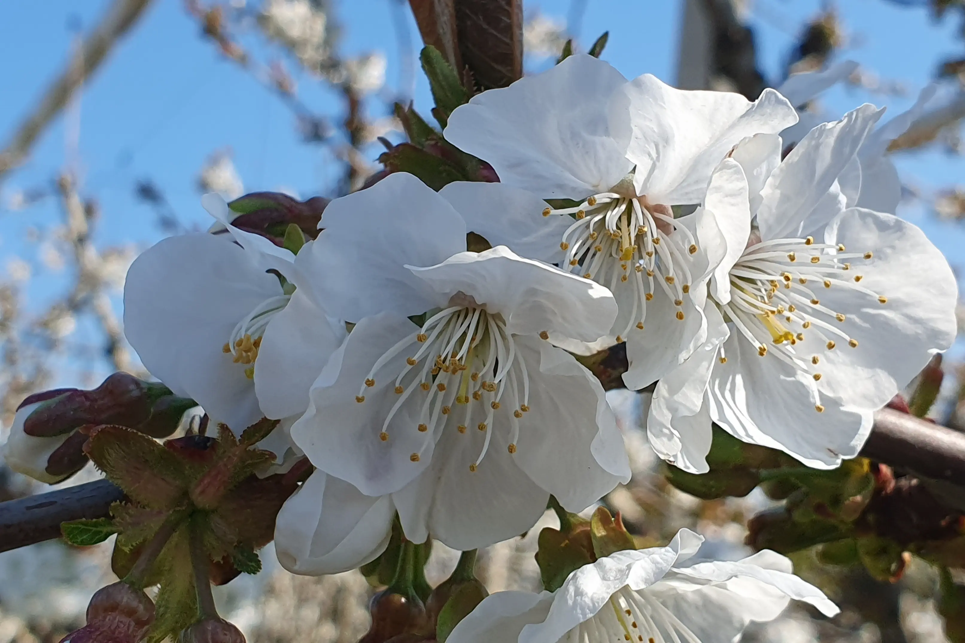 Meno fiori, ciliegie migliori: ripensare le strategie di diradamento