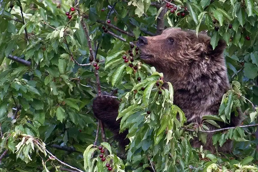 Dispersione verticale dei semi di ciliegio in Giappone: effetto di clima e fauna