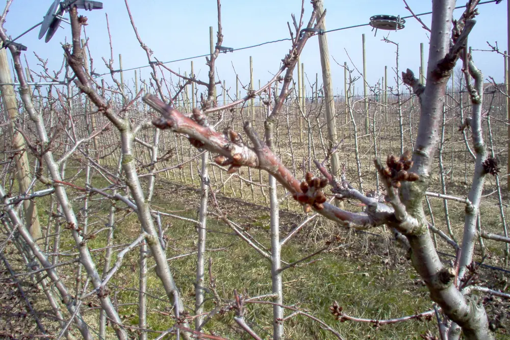 Cambiamenti climatici e gestione sostenibile della dormienza del ciliegio