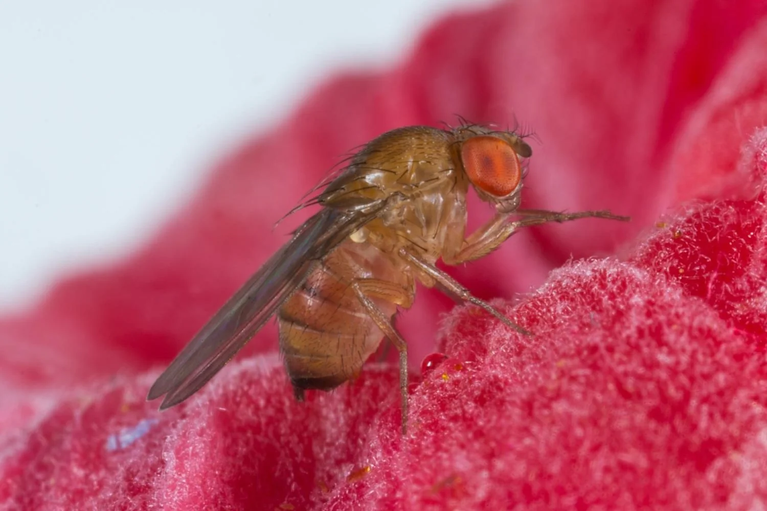 Un nuovo biopesticida per il controllo di Drosophila suzukii