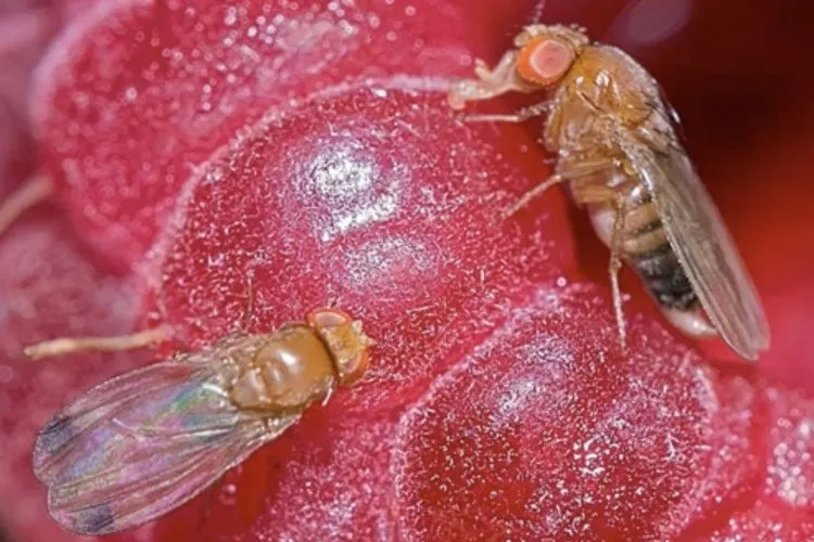 Controllo della Drosophila suzukii: strategie efficaci per ciliegie e frutta in Italia