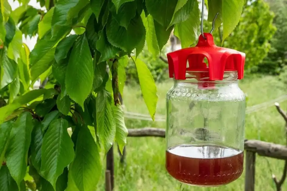 European orchards under threat: how Portugal is fighting Drosophila suzukii
