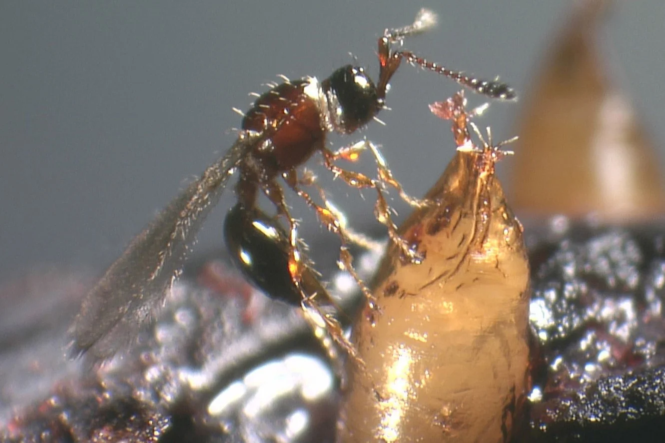 Insetticidi e parassitoidi: effetti su Drosophila suzukii nei frutteti della Cina