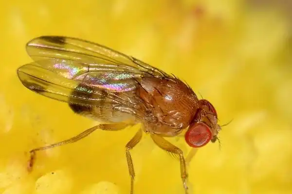 OPTIMISTII: la risposta green alla Drosophila suzukii nei cersaseti europei