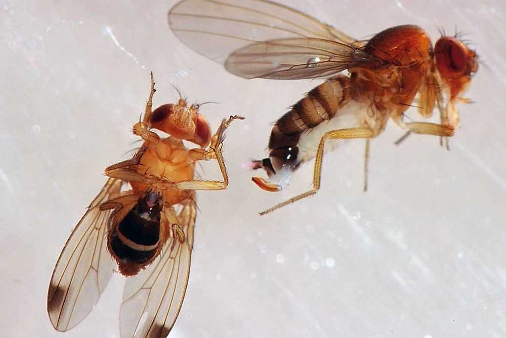 Sterile Insect Technique in Drosophila suzukii: bisexual releases do not compromise control efficacy