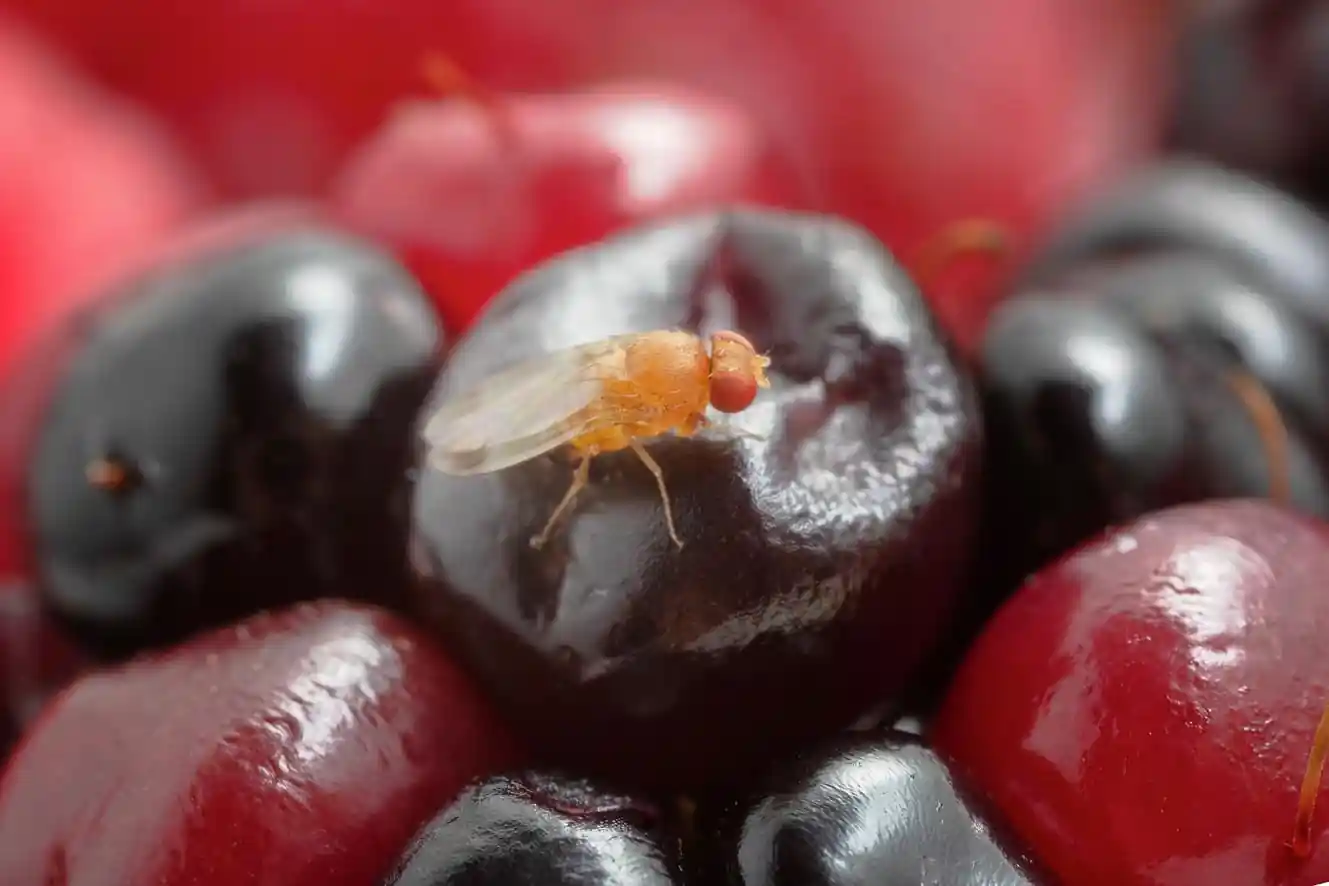 Virus e batteri simbionti in Drosophila suzukii: nuove scoperte e prospettive per la difesa