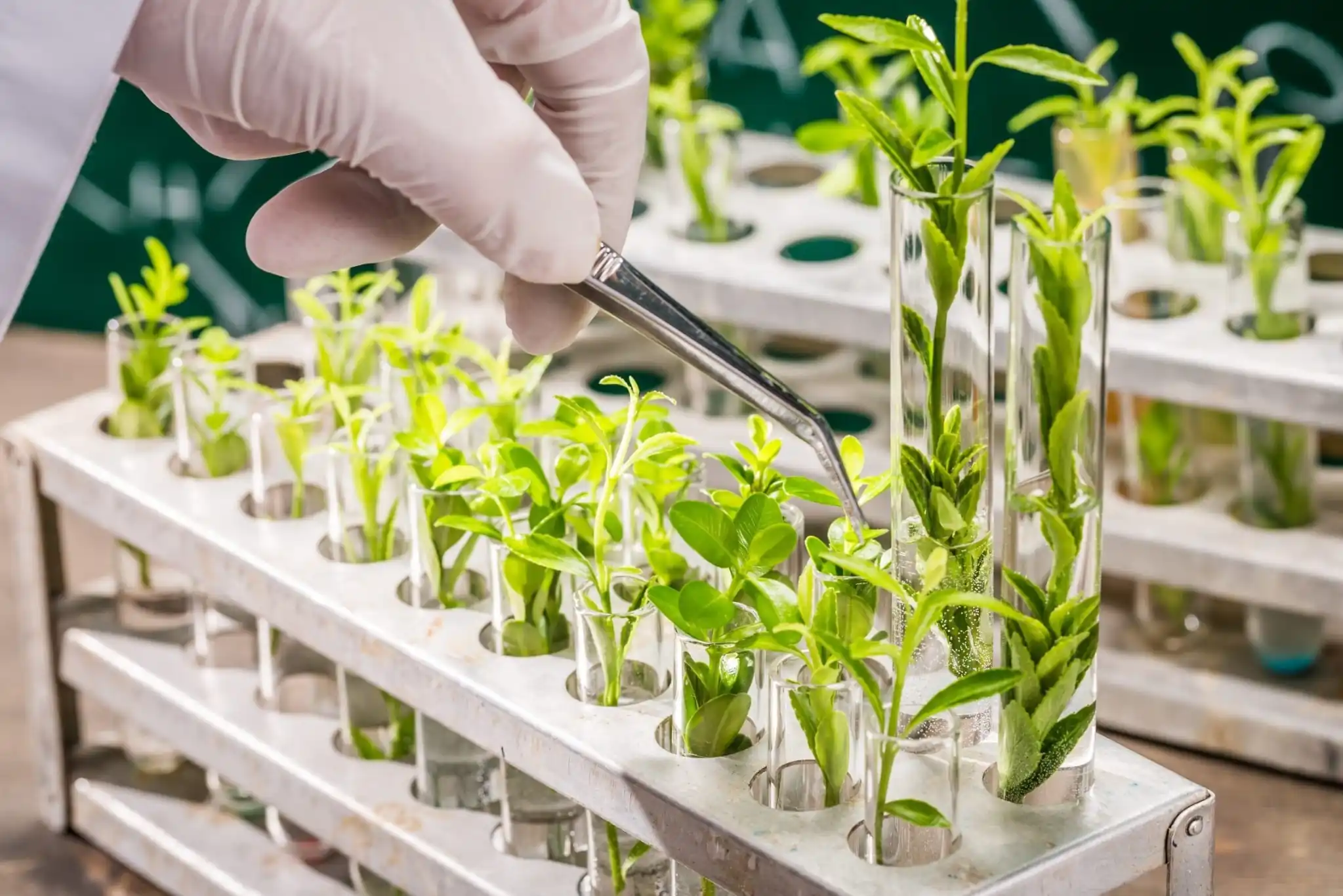 Embryo rescue in sweet cherry: how harvest time, nutrient medium, and genetics determine the success of early selection