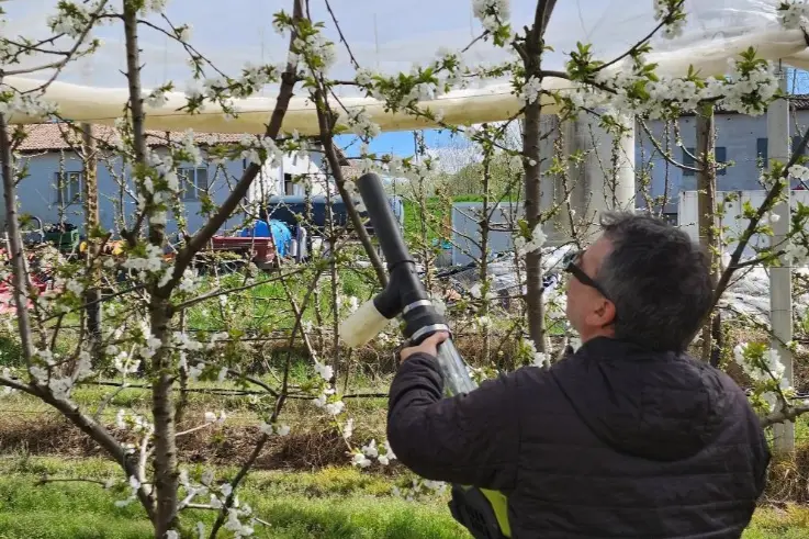 The potential of Zimex’s Europollen biotechnology for European cherry cultivation