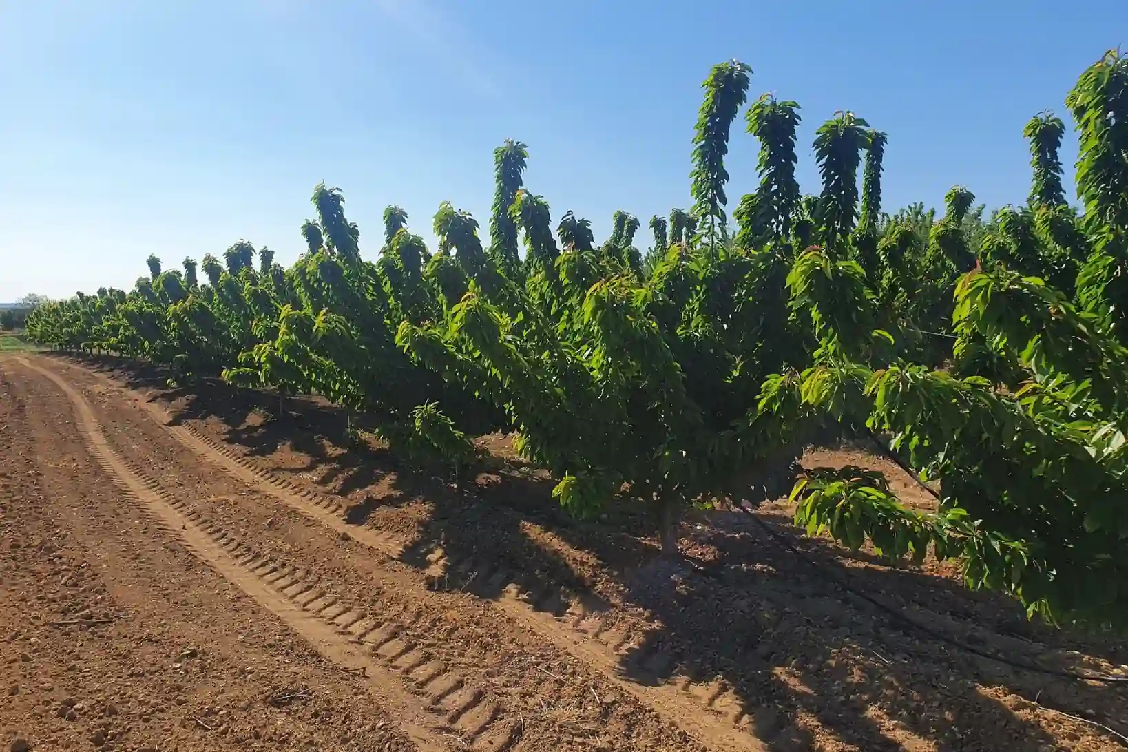 Ciliegie cilene, export in crisi: troppa offerta e prezzi in calo in Cina