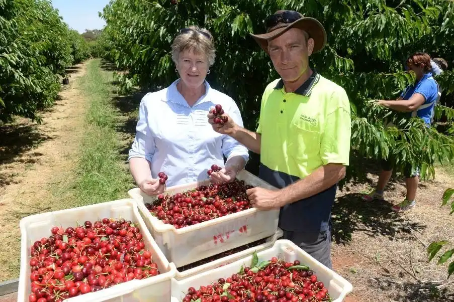Ciliegie sudafricane: boom di export verso UK, UE e presto anche Cina