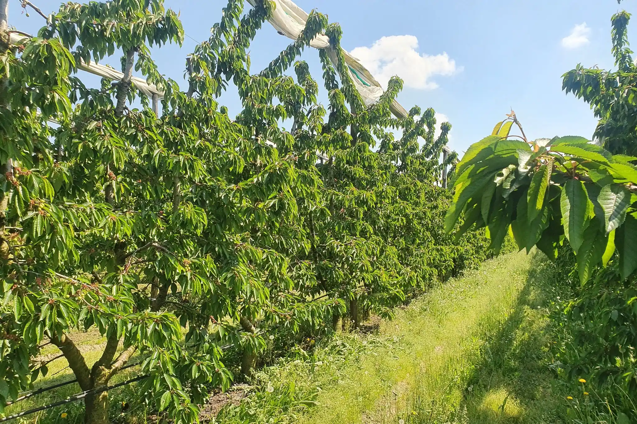 Cherry fertilization in Russia: nitrogen strategies to boost crop yield
