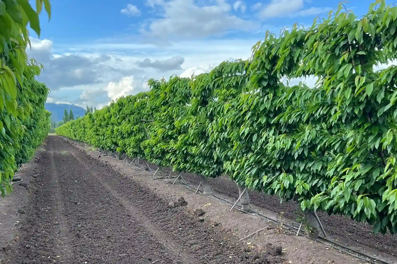 The expert informs: fertilisation and irrigation of the cherry tree. Strategies for soil, roots and fruit quality
