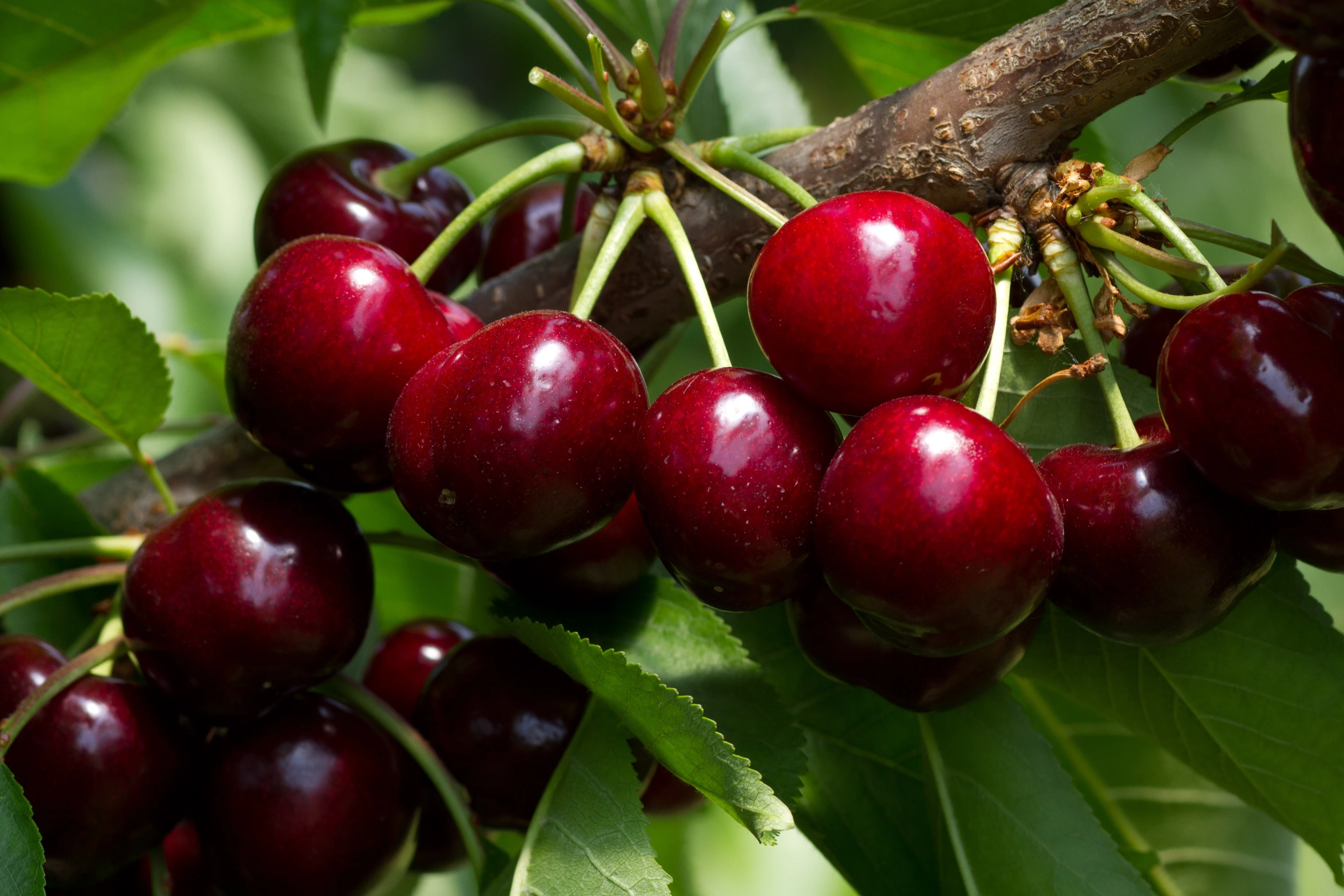 The cherry industry and the quintessentially Italian art of standing still